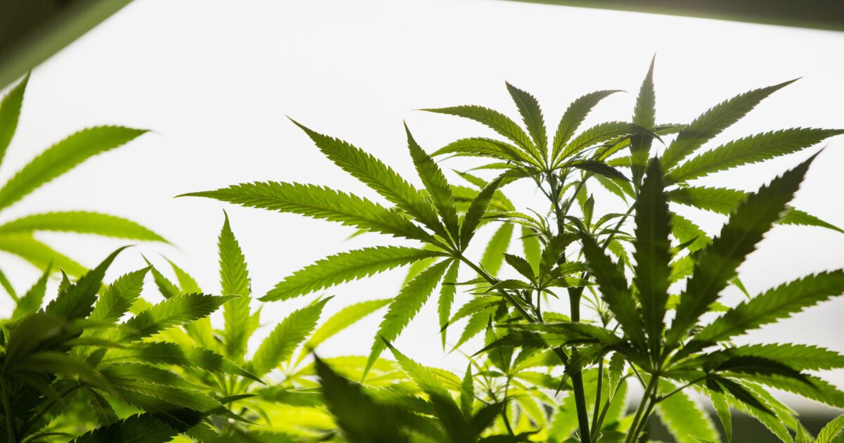 House passes pot banking bill with bipartisan support 1 House passes pot banking bill with bipartisan support
