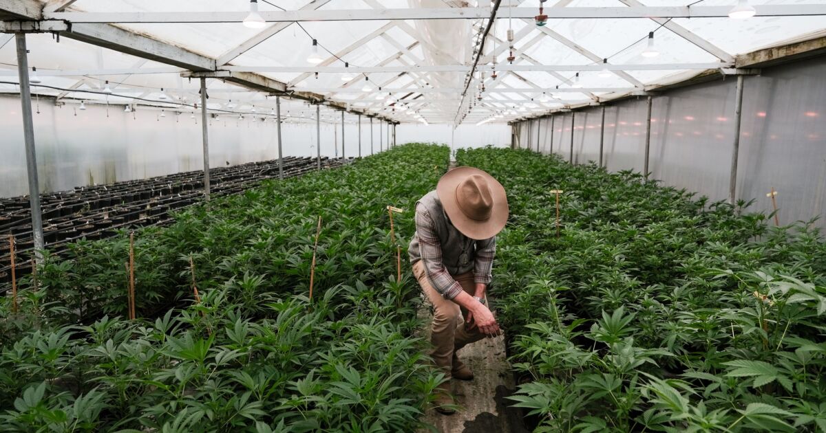 Cannabis banking bill gets bipartisan Senate push 1 Cannabis banking bill gets bipartisan Senate push