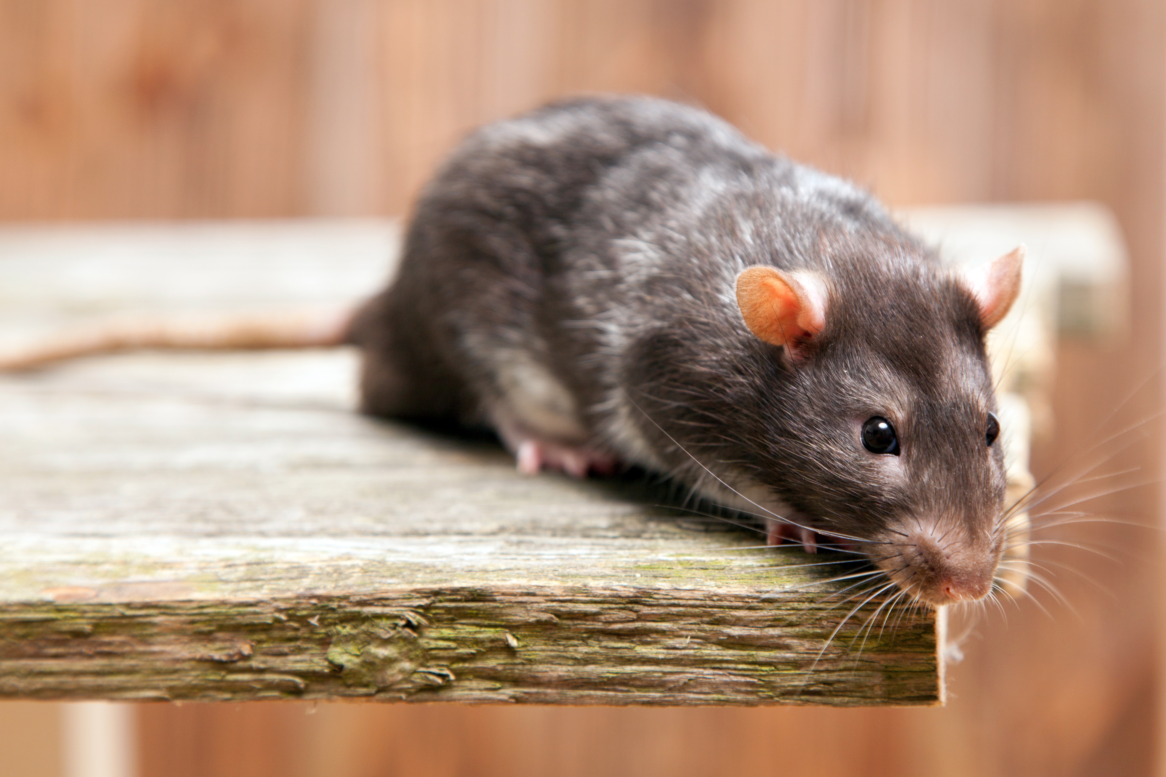 New Android banking trojan RatOn threatens U.S. banks
