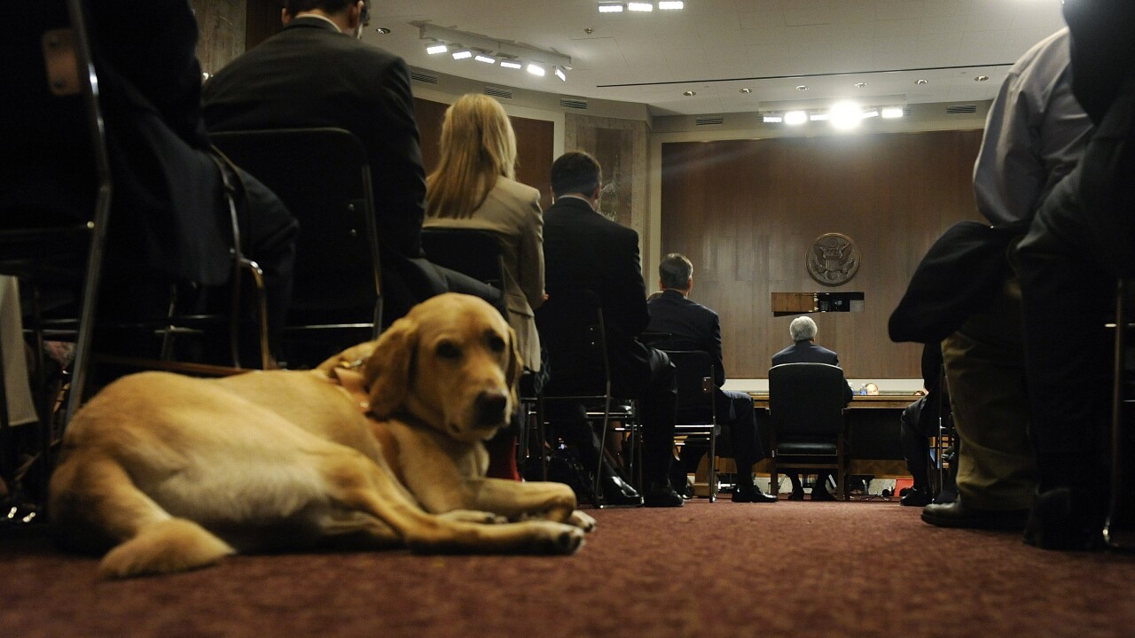 Service Dog.Bloomberg.jpg