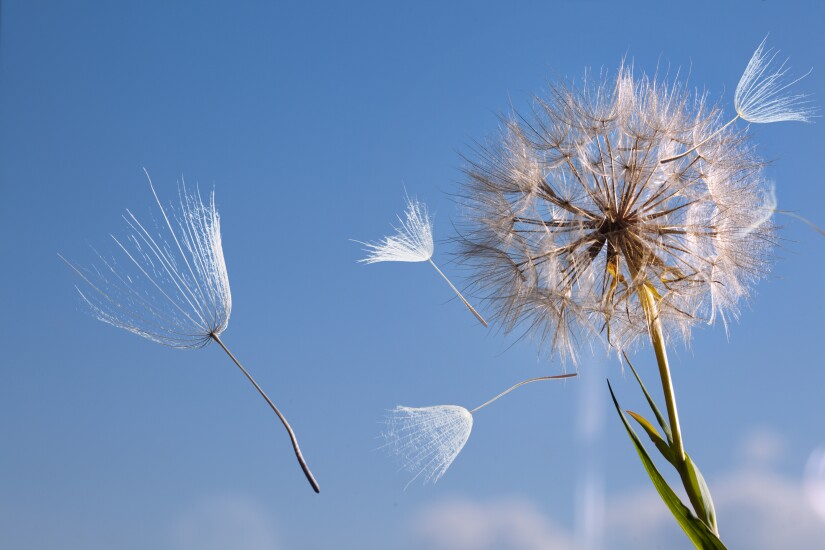 dandelions-132929221-adobe.jpeg
