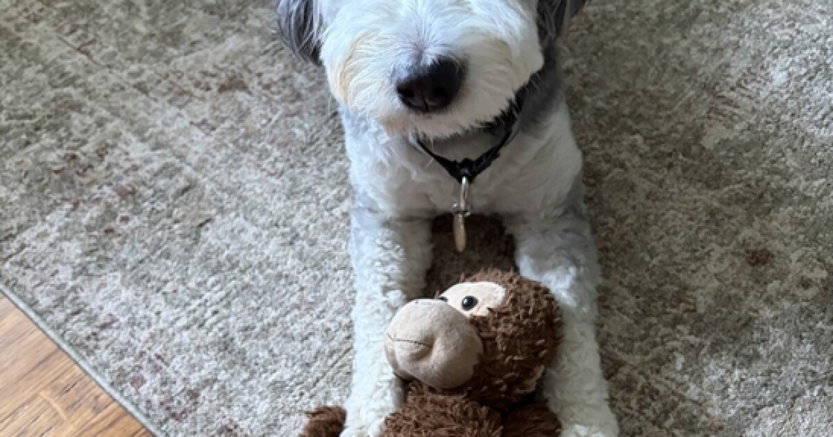 Don't forget Fido: Bridging the pet trust gap