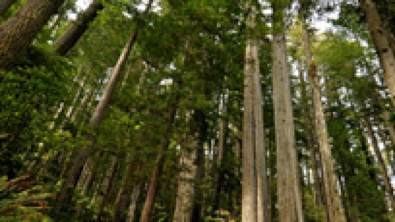 fotolia-redwoods.jpg