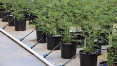 Marijuana plants grow in a greenhouse at the Los Suenos Farms facility in Avondale, Colorado.