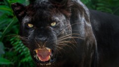 Panther
