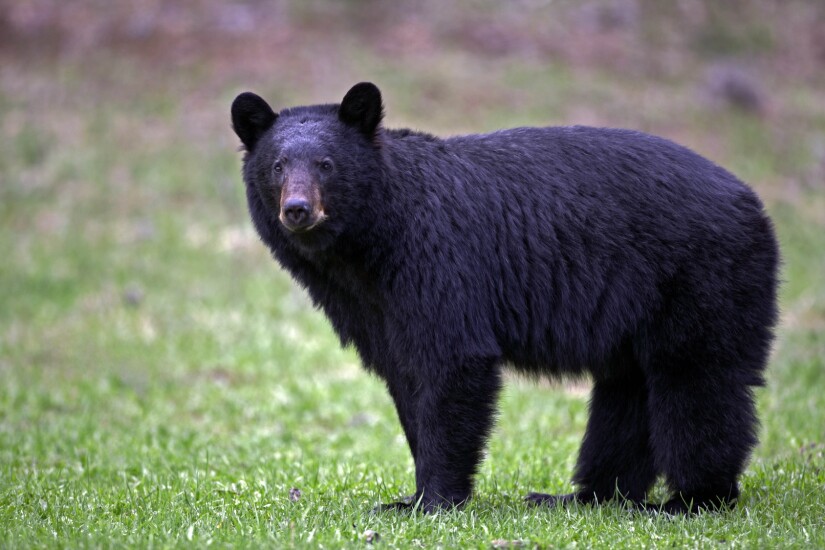 Black bear.jpg