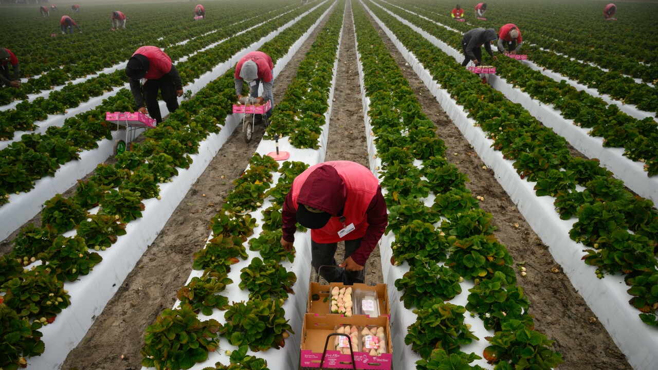 A picture of workers picking strawberries.