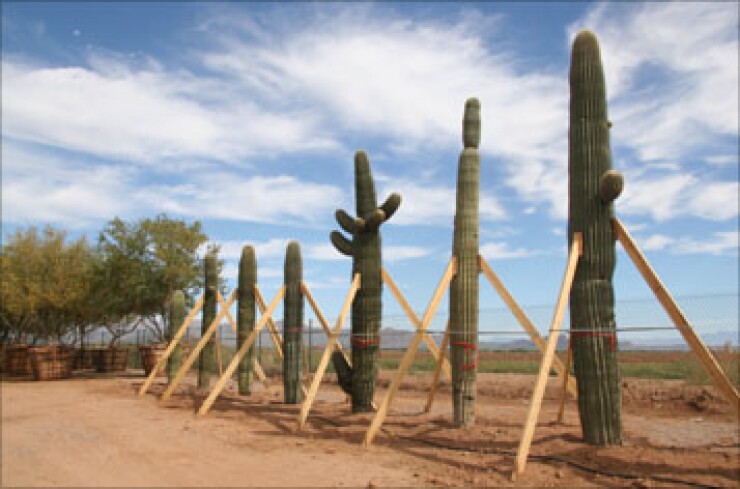 cactus-relocation-credit-ariz-dot-357.jpg