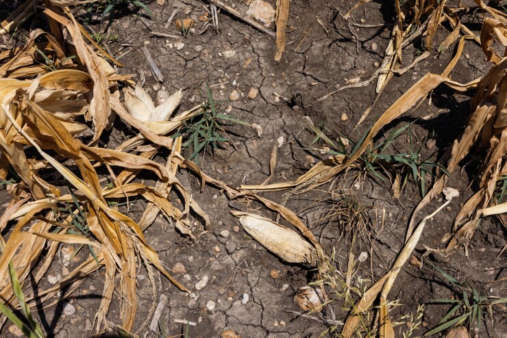 Corn crops that died due to extreme heat and drought during a heatwave in Austin, Texas, US, on Monday, July 11, 2022.