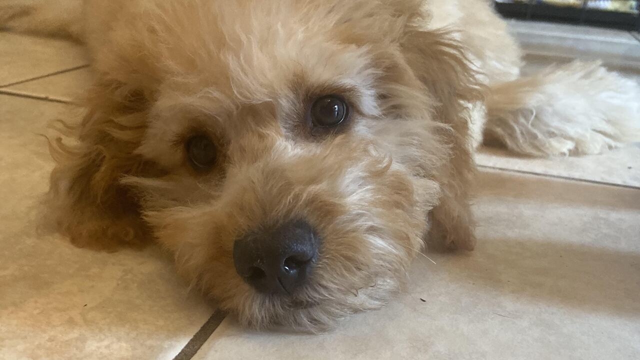 Dave Grant-Financial planner-stress relief-Bella-dog-2020