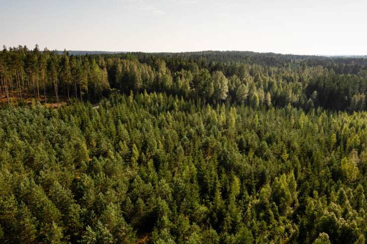 Planted young pine trees in Kisko, Finland