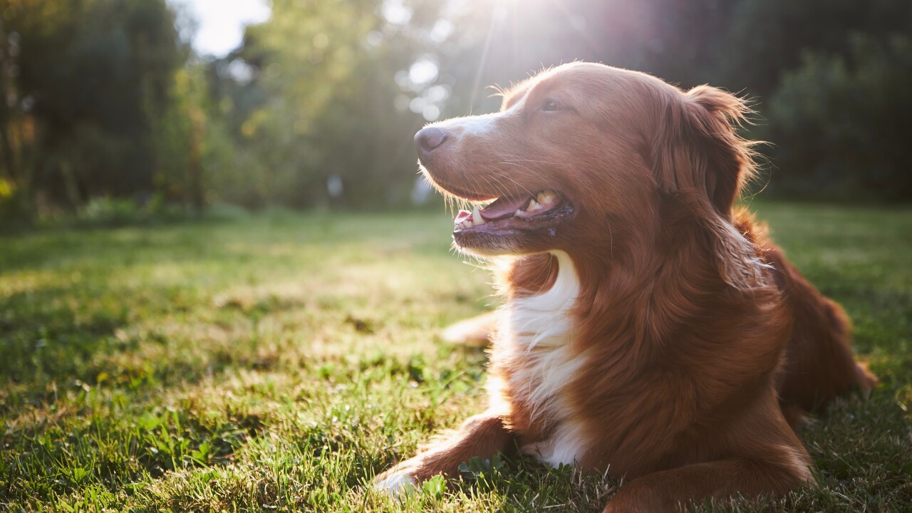 A dog sitting in the grass in the sunshine