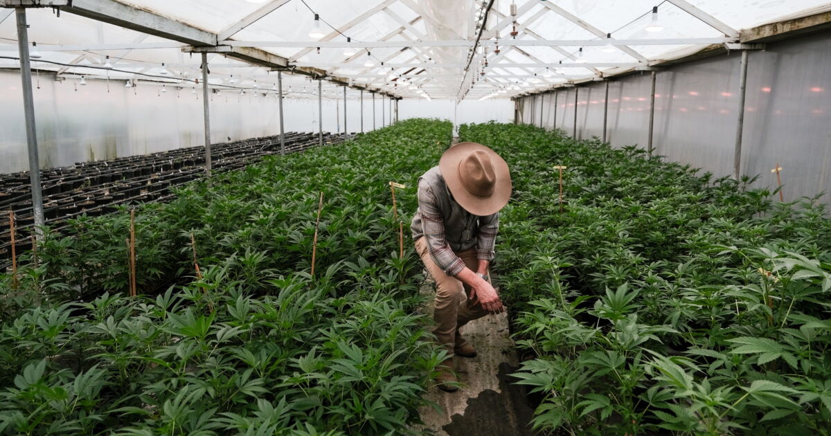 DOJ rescheduling medical cannabis may reignite bank interest