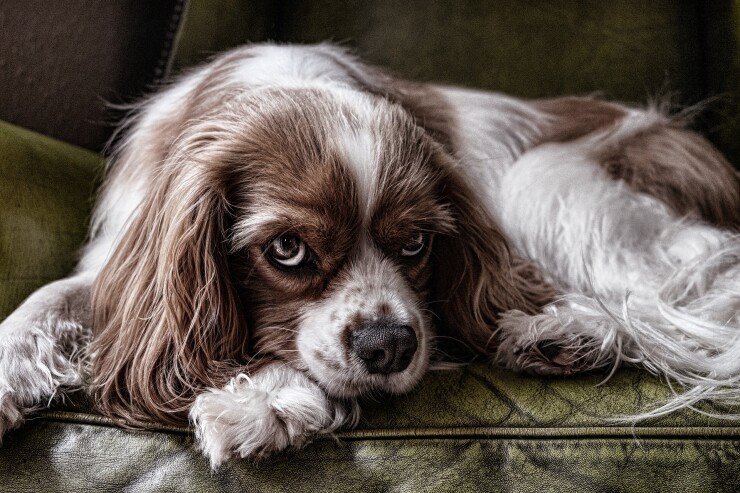 The old adage about tax tails and investment dogs is under the microscope.