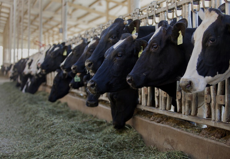 California Dairy Cows-Bloomberg