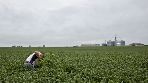 A picture of a field in Kentland, Indiana.