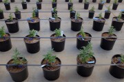 marijuana-bl-061119
