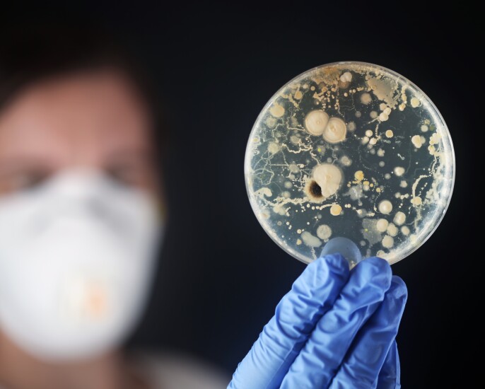 bacteria-in-a-petri-dish-111123459-adobe.jpeg