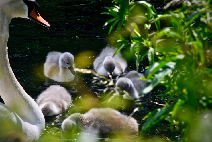 Mother Swan with cygnets, ugly ducklings