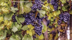 purple grapevines.jpg