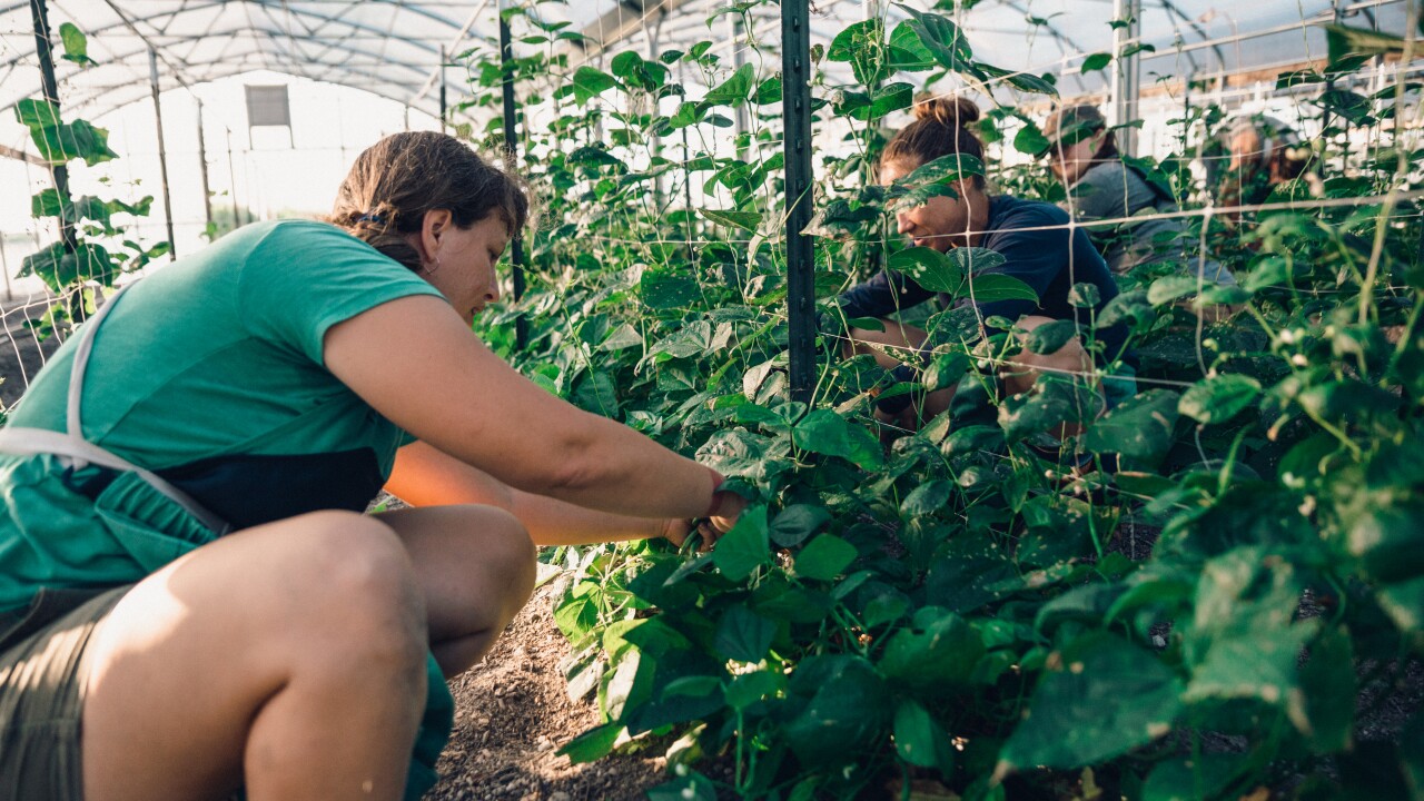 Employees in hoophouse