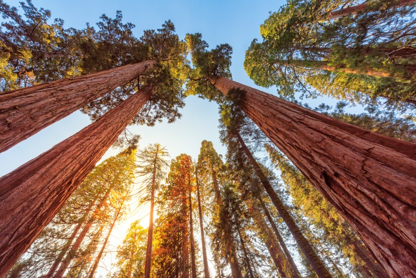 Giant redwoods stretch to the sky