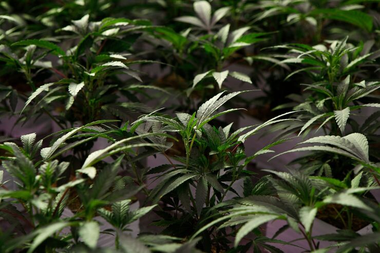 The continued shift at the state level in favor of legalizing cannabis means pot banking will ultimately have to be addressed as more cannabis businesses proliferate and larger banks seek to serve them.