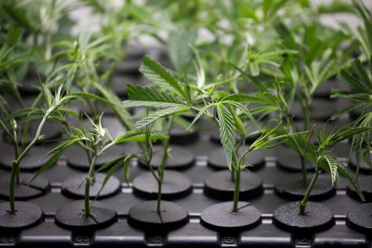 The House once again passed legislation on Tuesday to make it easier for banks and credit unions to offer loans and accounts to cannabis businesses in states where the drug is legal. On previous attempts, the bill had died in the Senate when the chamber was controlled by the Republicans.