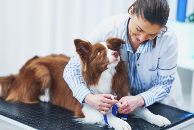 Veterinarian with dog at vet clinic