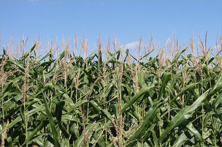 cornfield-357.jpg