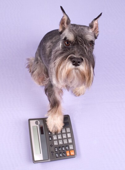 Dog and calculator