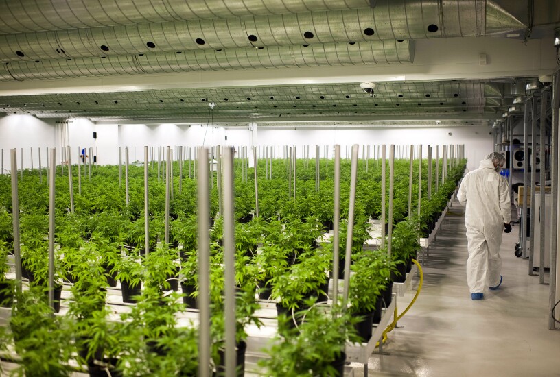 A medical marijuana growing room