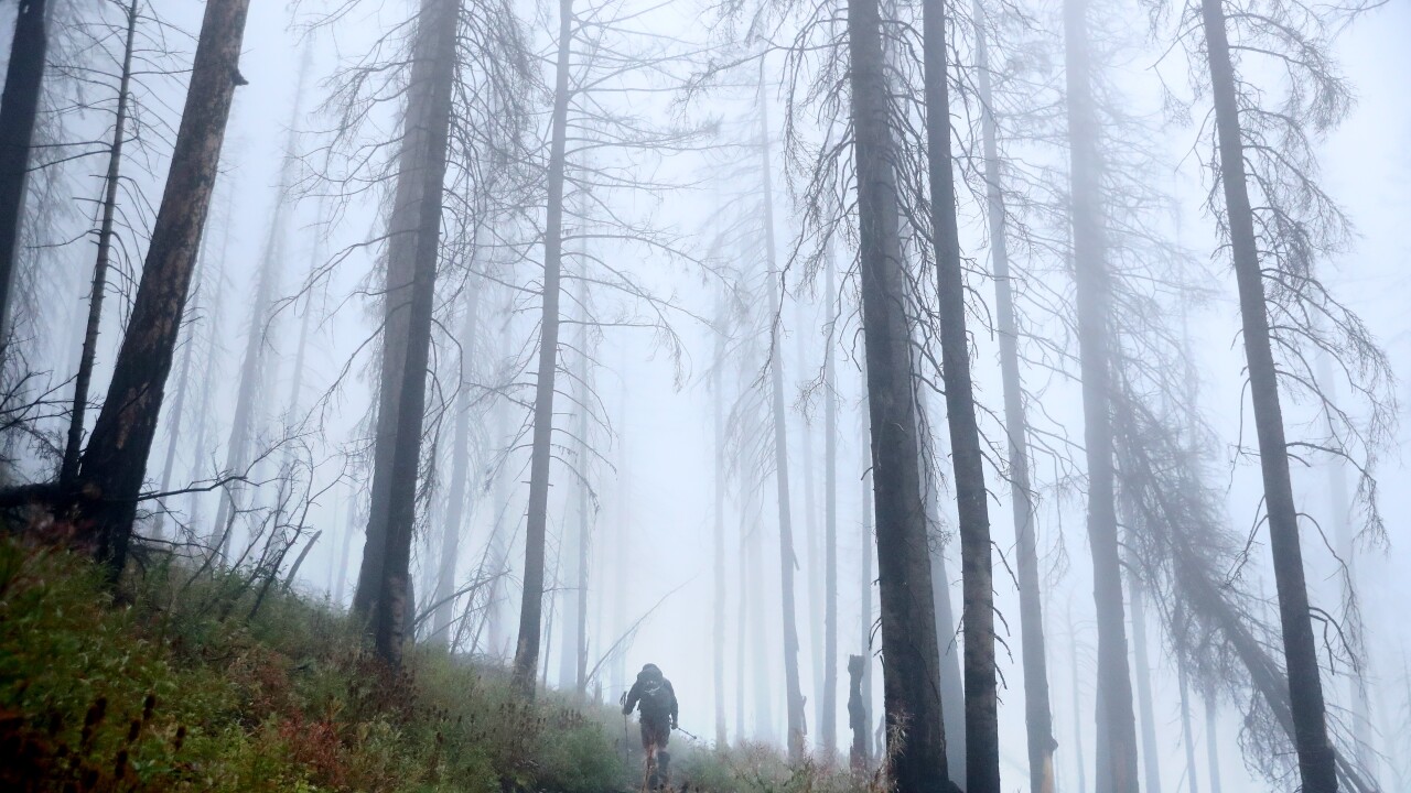 A hiker in a Montna forest shrouded in fog.