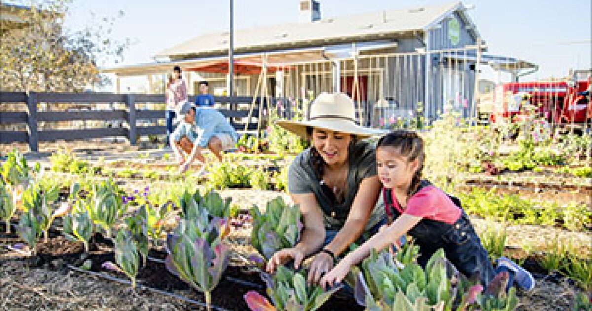Art of Accounting: My wife wanted to call the gardener… Art of Accounting: My wife wanted to call the gardener…