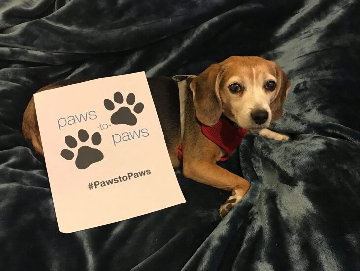 rea-associates-paws-2017