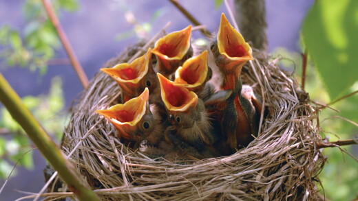 Hungry baby birds in a nest