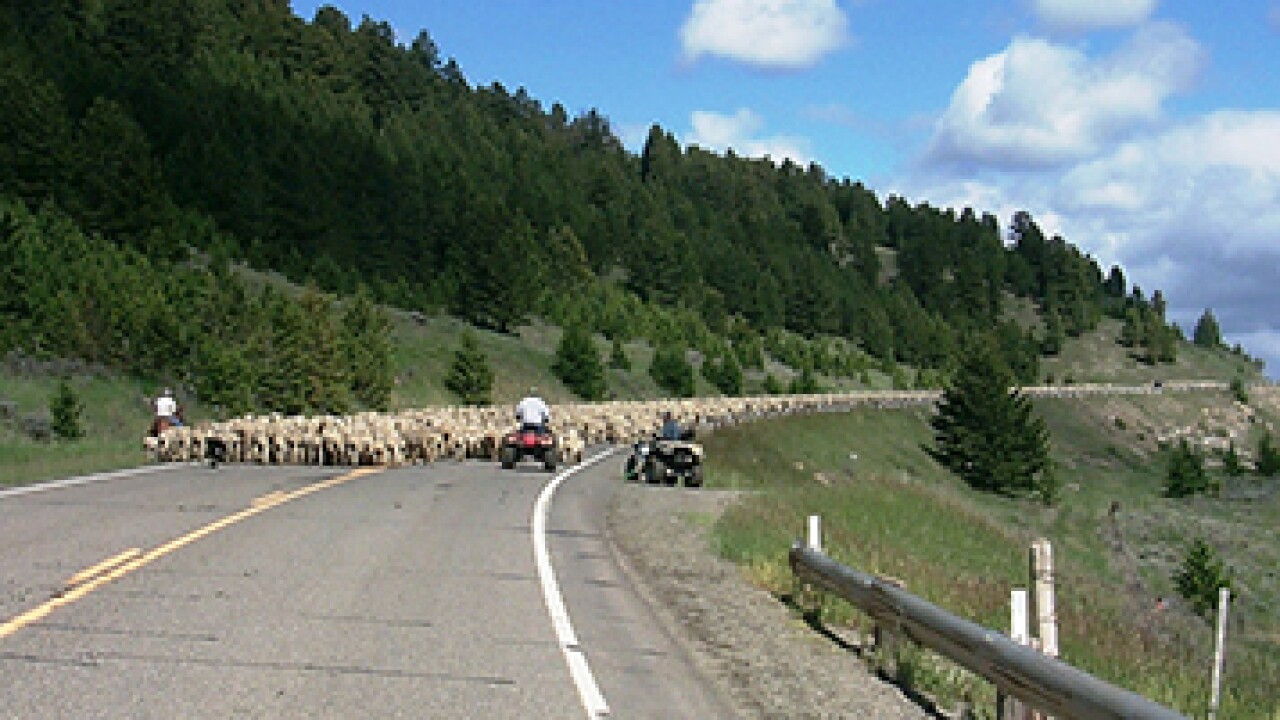 montana-dotsheep-herding.jpg