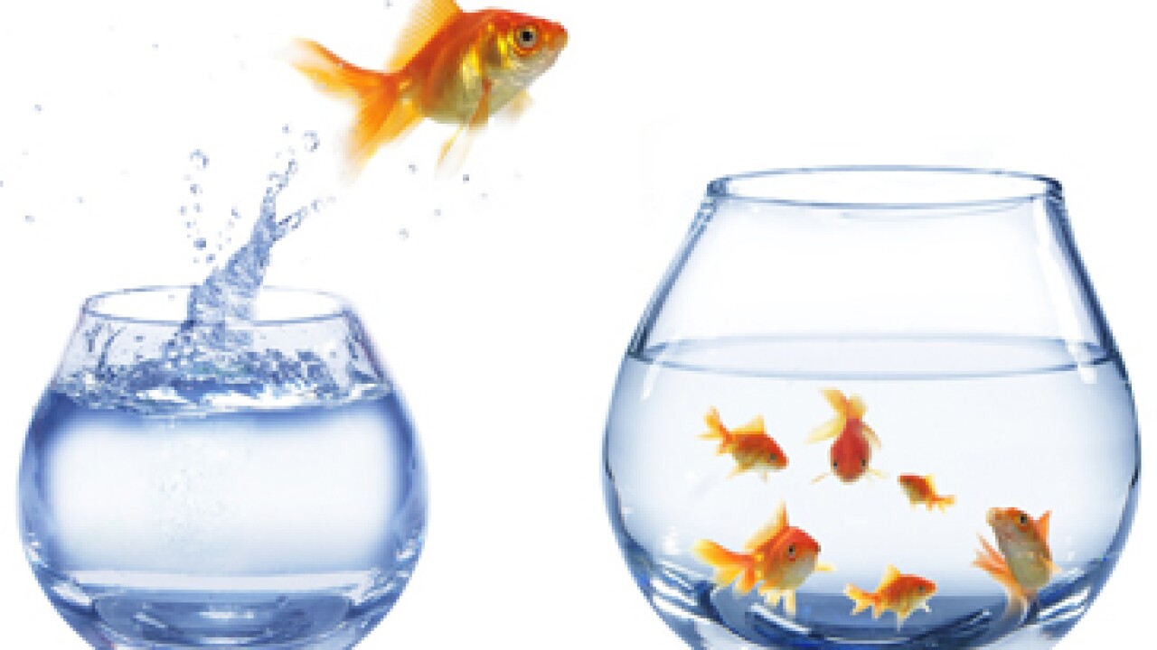 goldfish-jumping-to-bowl-foto-365.jpg