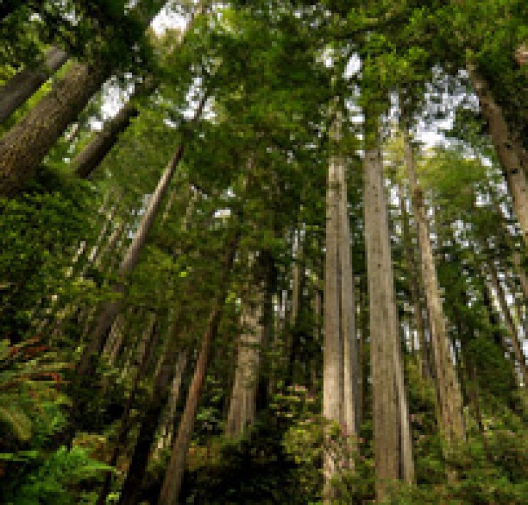 fotolia-redwoods.jpg