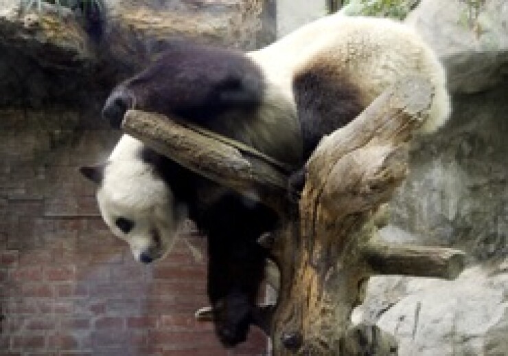 pandaaa.jpg