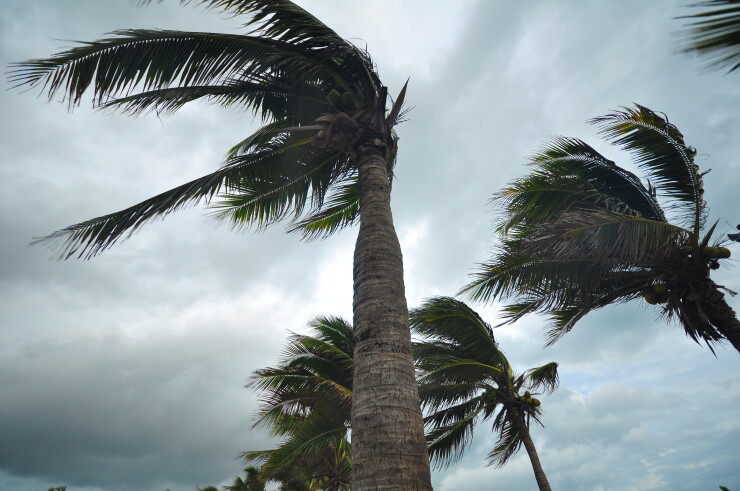 Palm trees blown in a hurricane