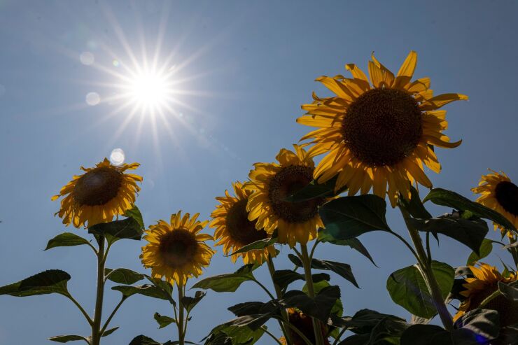 The ESG craze is spreading into exotic terrain as global banks package, market and sell complex products to institutional investors.