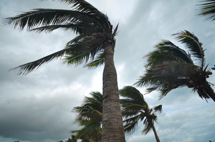 Palm trees rocked by strong winds.