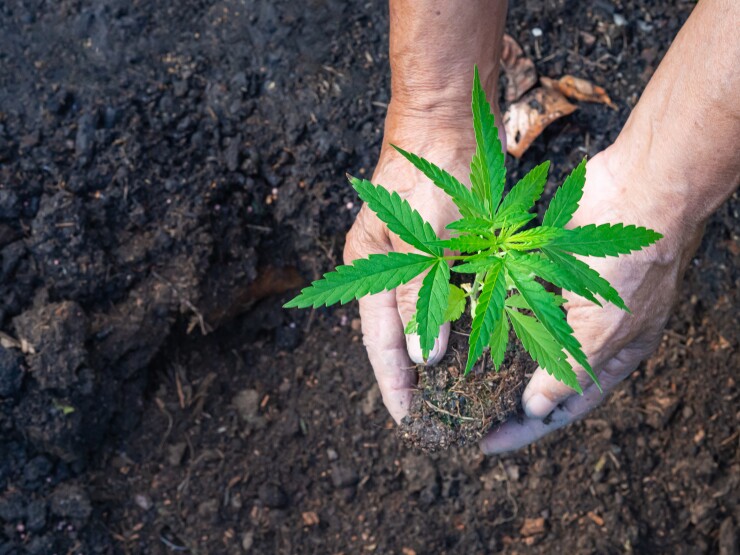 Close up of farmer hands holding a cannabis plant . Space for text. Farm marijuana plantation concept