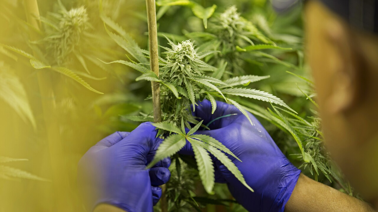 legal medical marijuana plant