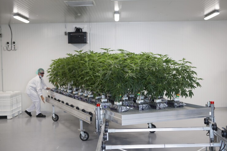 Cannabis plants