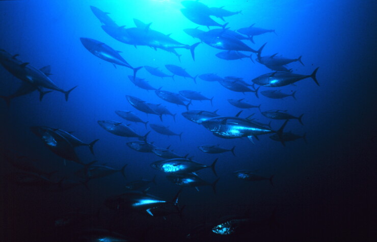 group-of-tuna