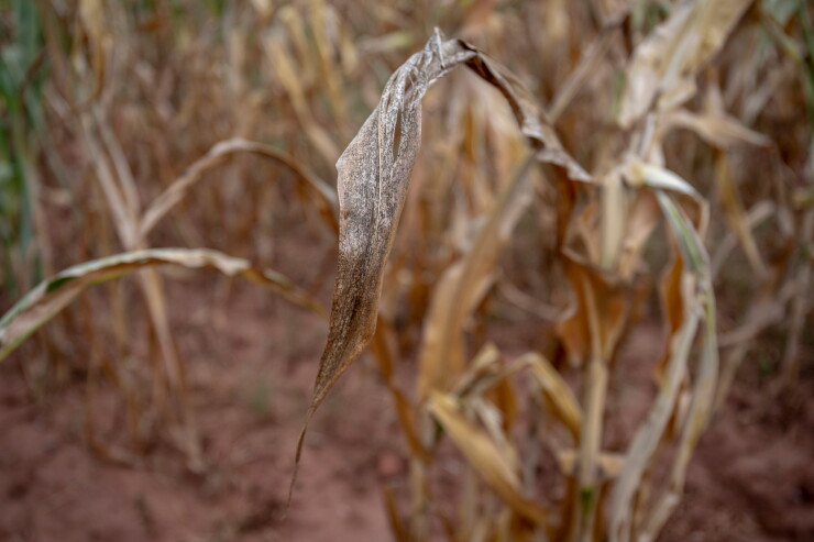 A failed corn crop caused by drought at a farm in Glendale, Zimbabwe