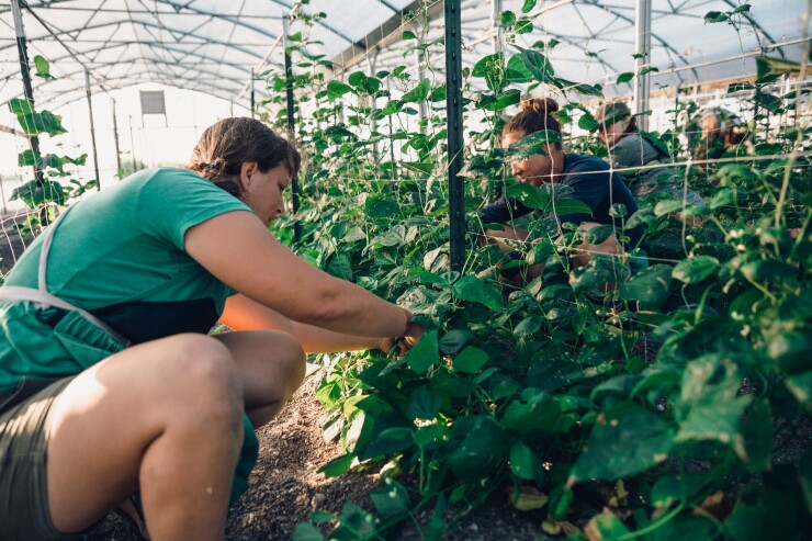 Employees in hoophouse