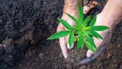 Close up of farmer hands holding a cannabis plant . Space for text. Farm marijuana plantation concept